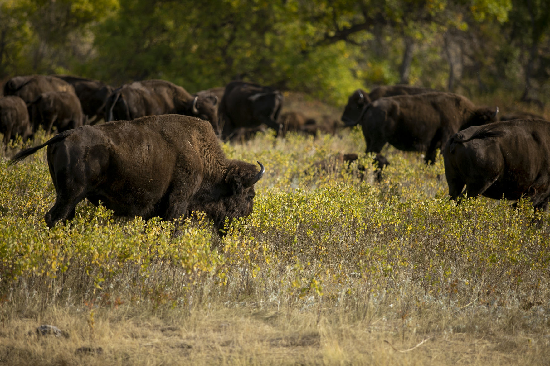 Buffalo Roundup Preview
